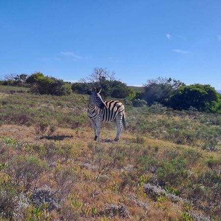 Fijnbosch Game Lodge Jeffreys Bay Exterior photo