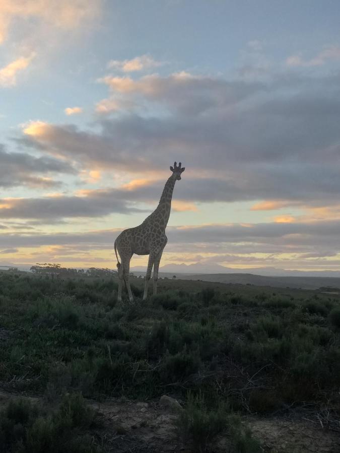 Fijnbosch Game Lodge Jeffreys Bay Exterior photo