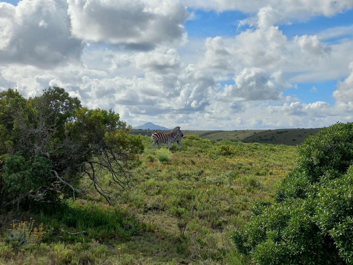 Fijnbosch Game Lodge Jeffreys Bay Exterior photo