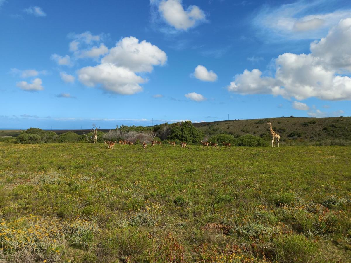 Fijnbosch Game Lodge Jeffreys Bay Exterior photo