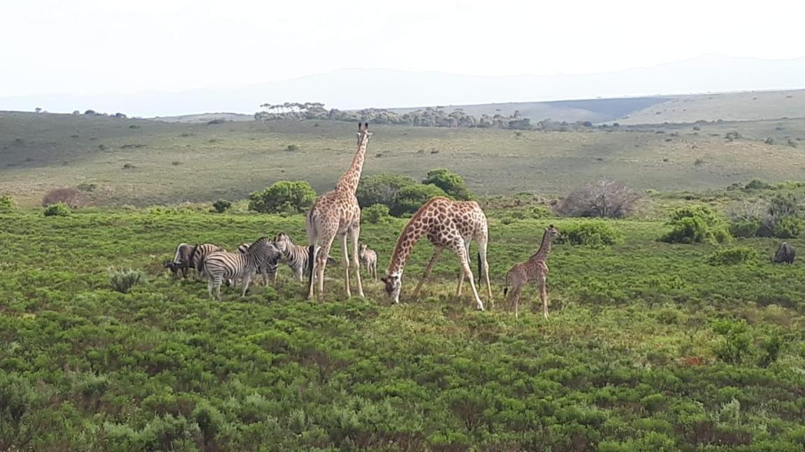 Fijnbosch Game Lodge Jeffreys Bay Exterior photo