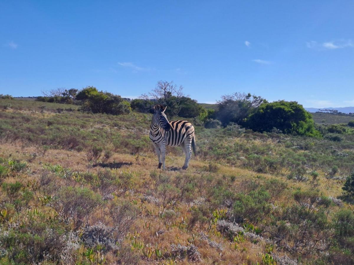 Fijnbosch Game Lodge Jeffreys Bay Exterior photo